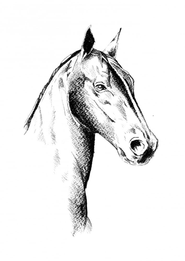 Noble Horse Profile by Kulik — canvas wall art
