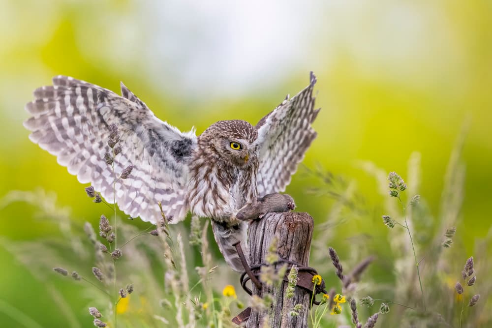 Little Owl Catching Prey by Marco Redaelli — canvas wall art