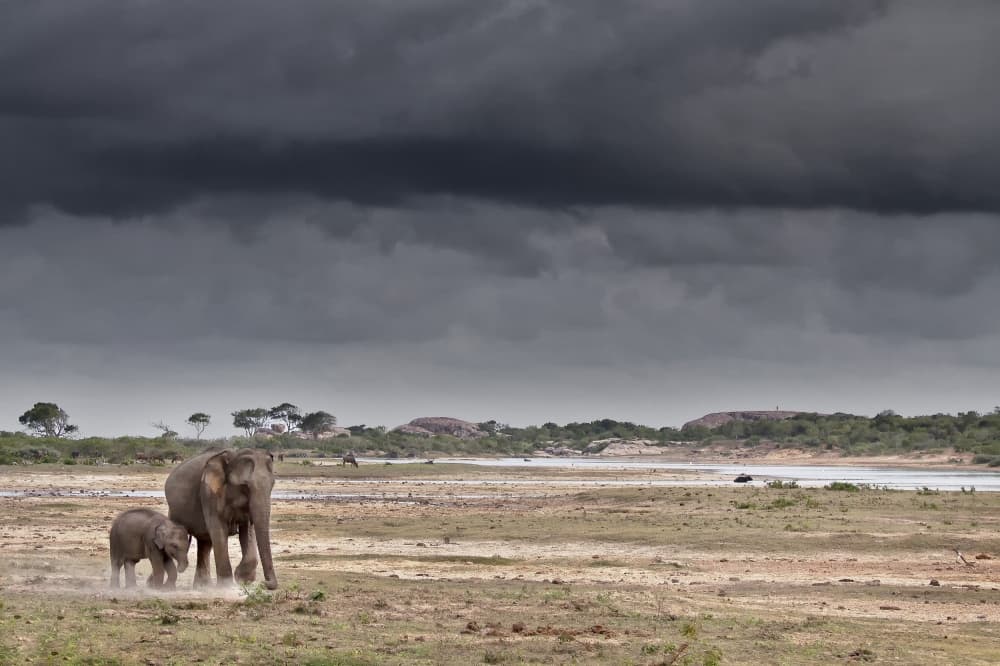 Elephants Under Stormy Sky by swapnil deshpande — canvas wall art