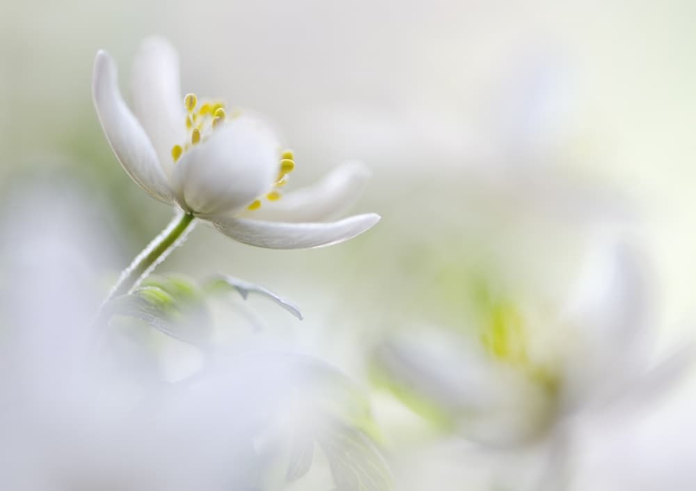 Gentle White Flower by Heidi Westum — canvas wall art