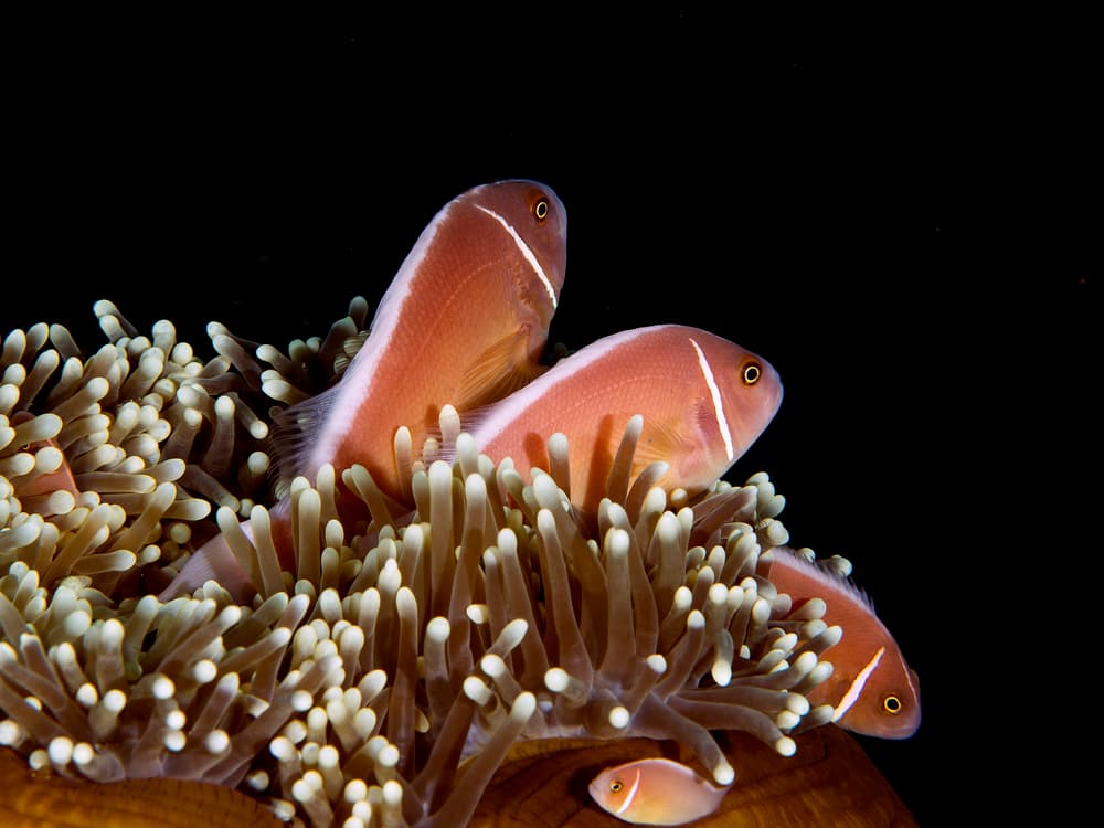 Pink Clownfish Family by Ilan Ben Tov — canvas wall art