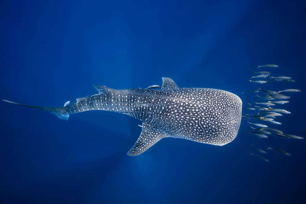 Gentle Ocean Giant by Barathieu Gabriel — canvas wall art