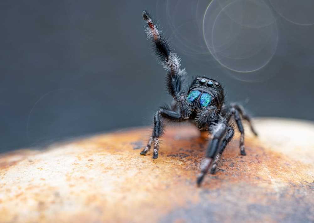 Spider Raises A Leg by Summer2016 — canvas wall art