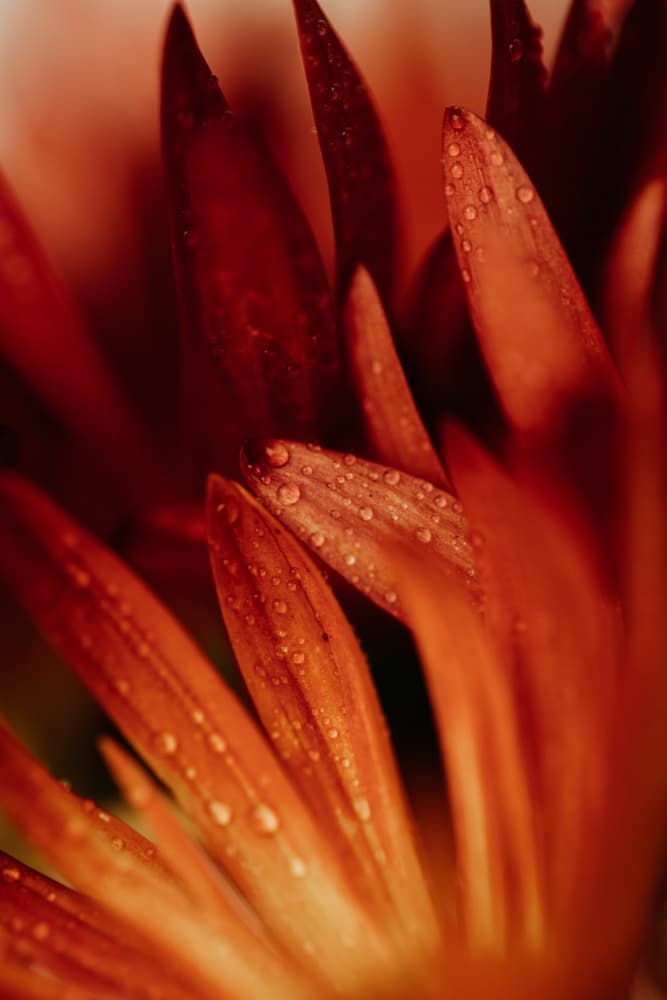 Dew Kissed Orange Petals by Javier Pardina — canvas wall art