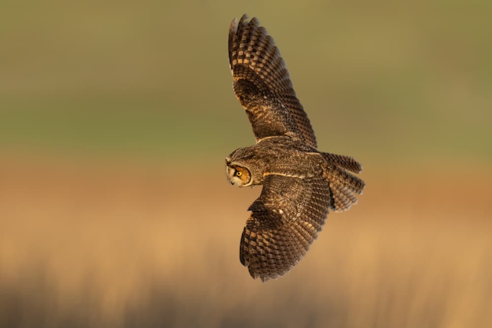 Great Horned Owl Flight by Max Wang — canvas wall art