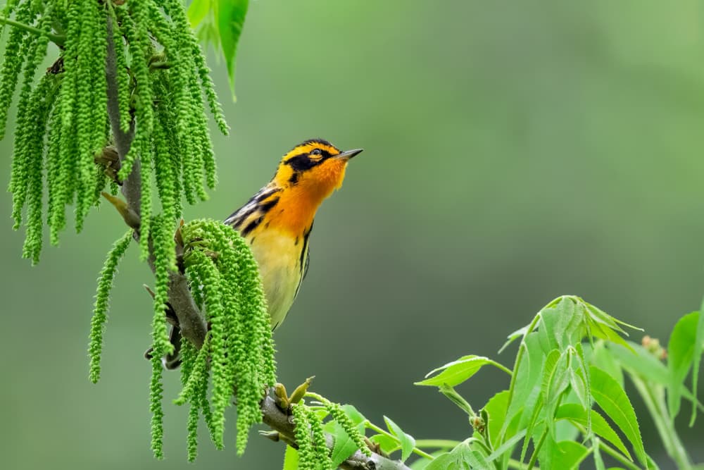 Vibrant Warbler on Branch by Jun Zuo — canvas wall art