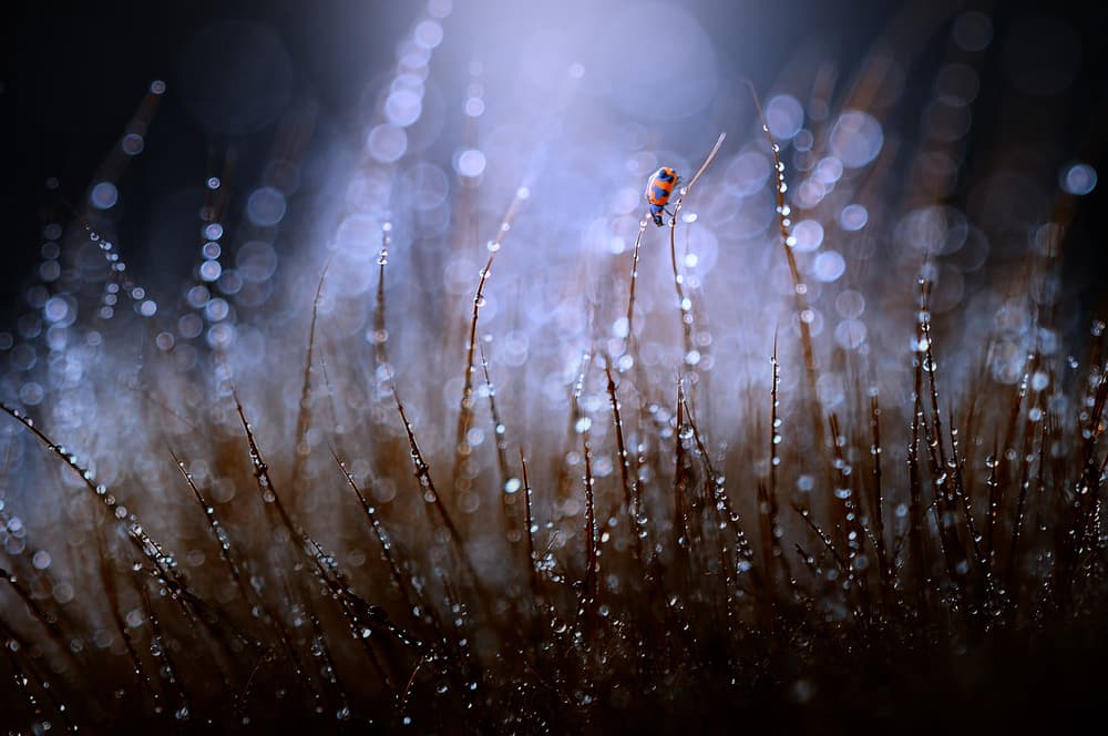 Ladybug Morning Dew by Edy Pamungkas — canvas wall art