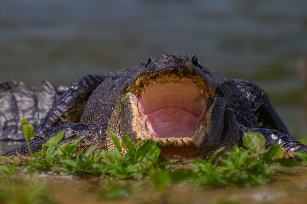 Gator Wide Open by Mike He — canvas wall art