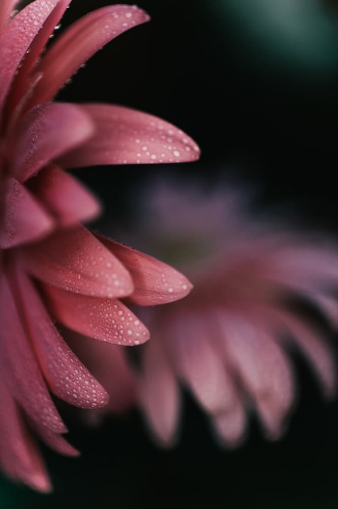 Pink Dewdrop Blooms by Javier Pardina — canvas wall art