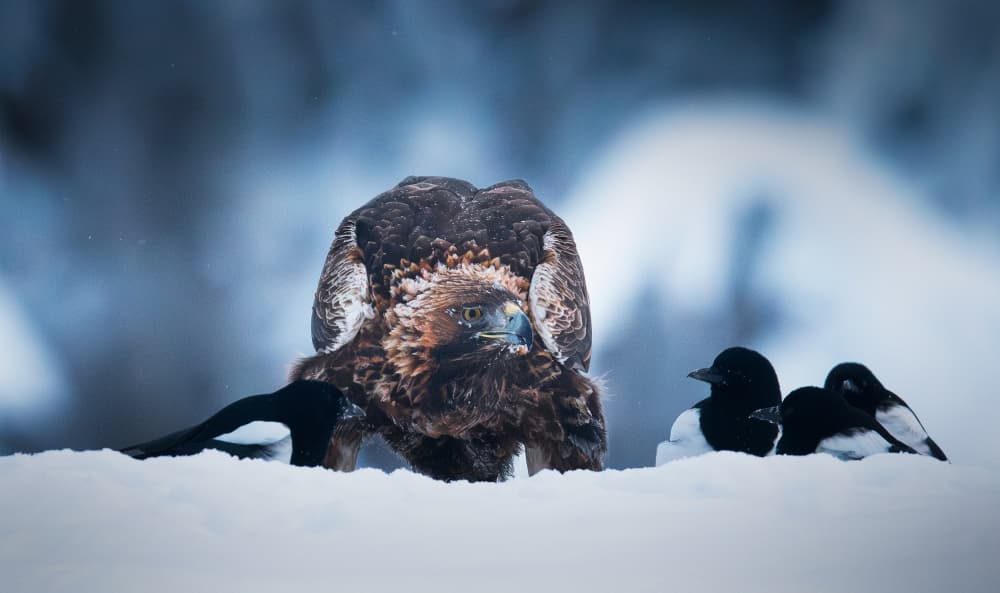 Golden Eagle Winter Snow by Erik Engström — canvas wall art