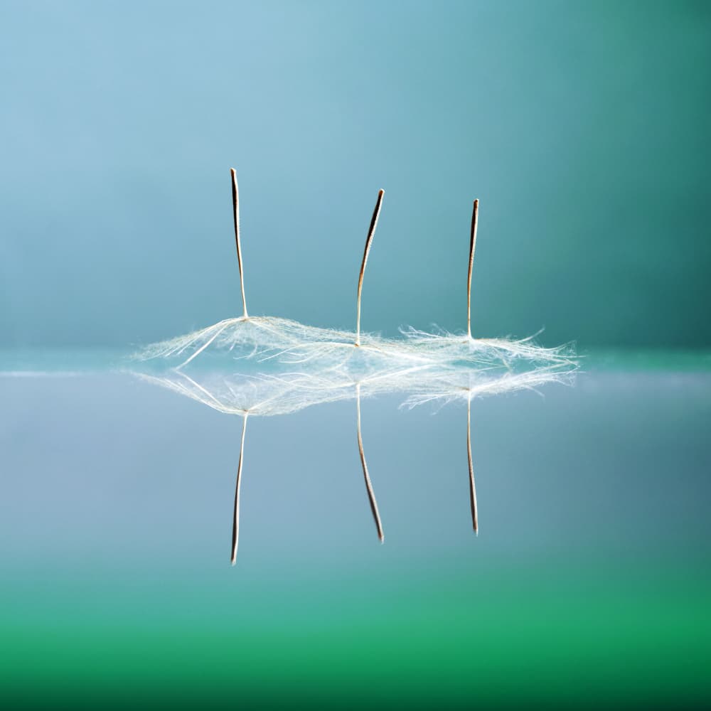Floating Dandelion Seeds by Ileana Bosogea-Tudor — canvas wall art