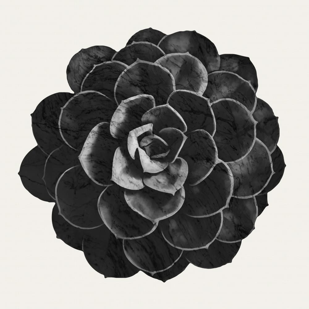 Monochrome Succulent Rosette by amini54 — canvas wall art