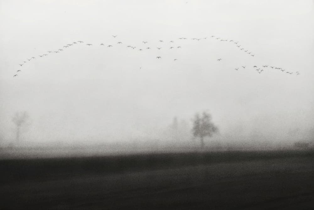 Birds Over Misty Landscape by Nicoleta Gabor — canvas wall art