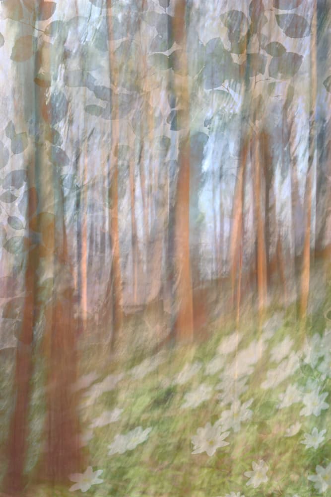 Dreamy Forest Bloom by Christina Sillen — canvas wall art
