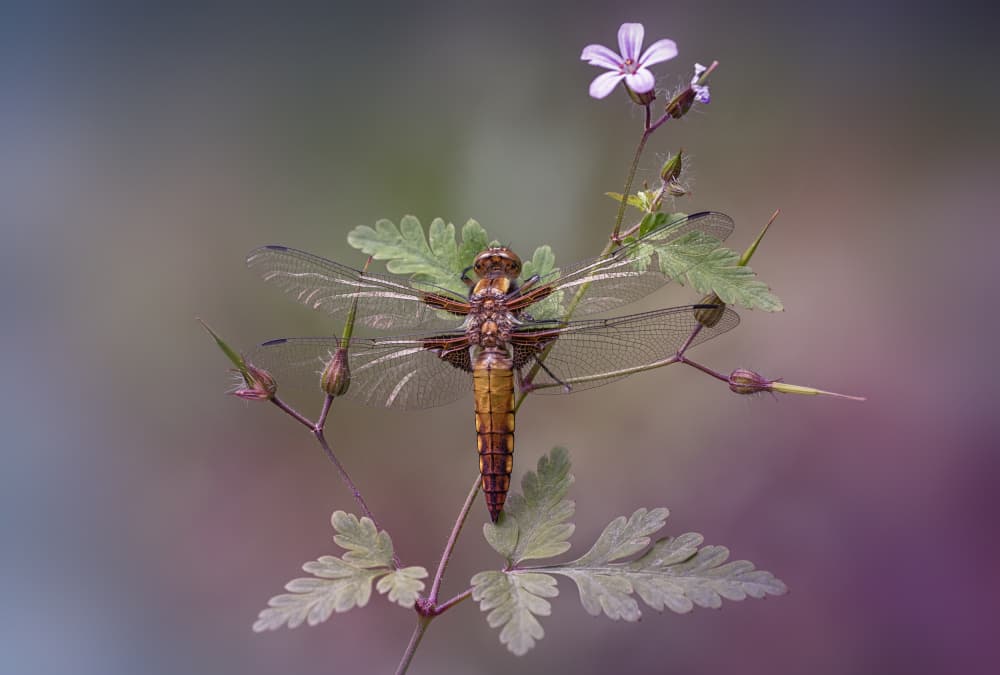 Resting Dragonfly by Fabrizio Daminelli — canvas wall art