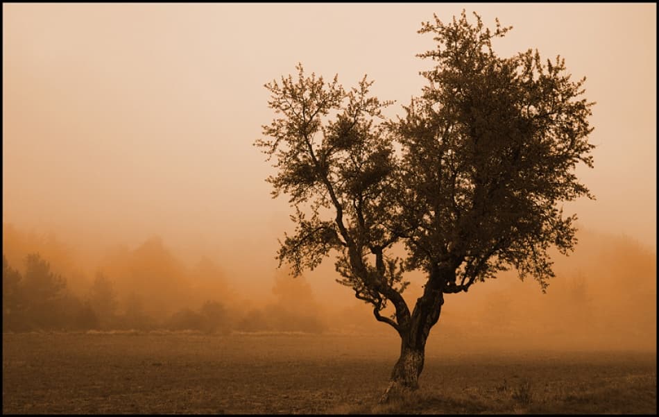 Misty Morning Tree by Bror Johansson — canvas wall art