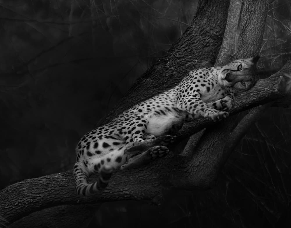 Monochrome Cheetah Climb by Krystina Wisniowska — canvas wall art