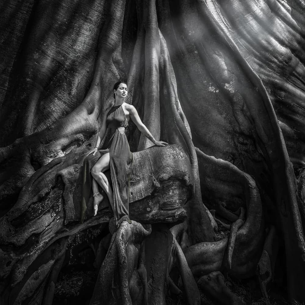 Graceful Form Ancient Tree by Irene Wu — canvas wall art