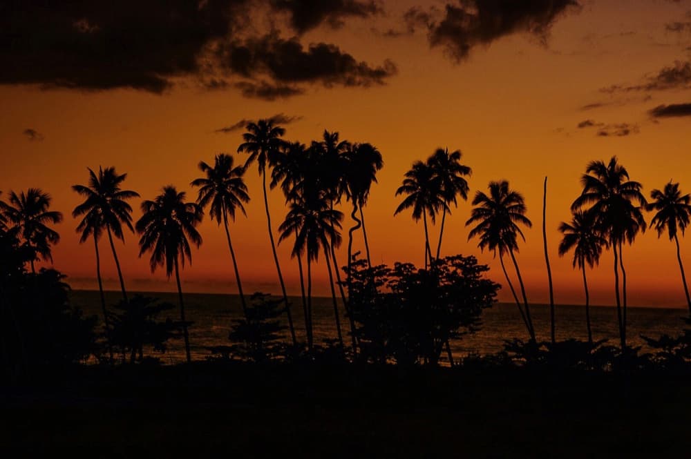 Sunset Palm Silhouettes by Del Mundo Imagery — canvas wall art