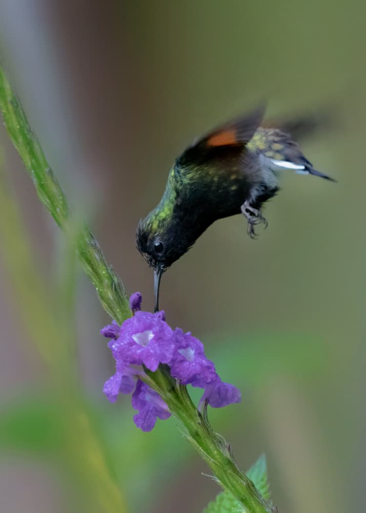 Vibrant Hummingbird Feeding by Sheila Xu — canvas wall art