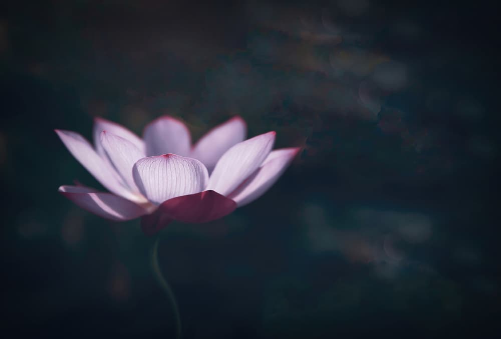 Serene Pink Lotus by Fangping Zhou — canvas wall art