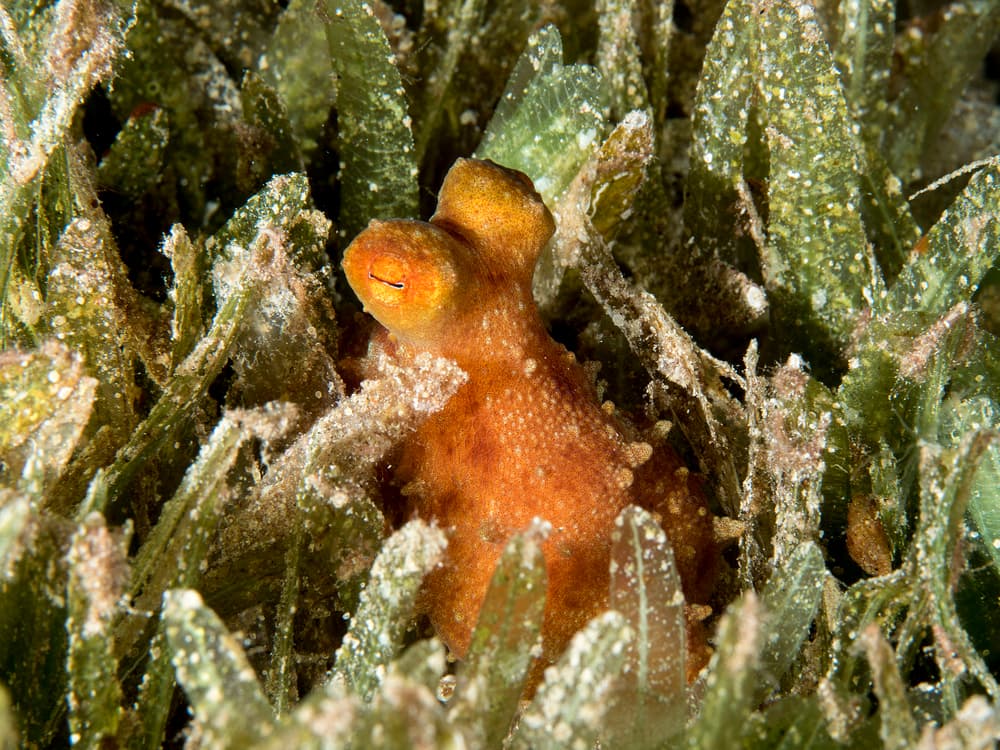 Curious Orange Octopus by Ilan Ben Tov — canvas wall art