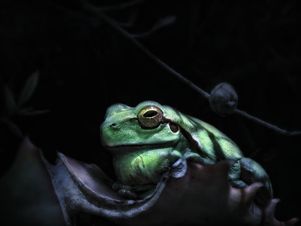 Moody Green Frog by Jimmy Hoffman — canvas wall art