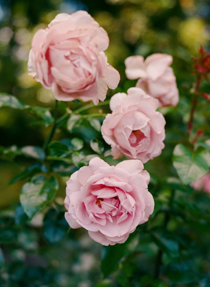 Blushing Pink Roses by Bethany Young — canvas wall art