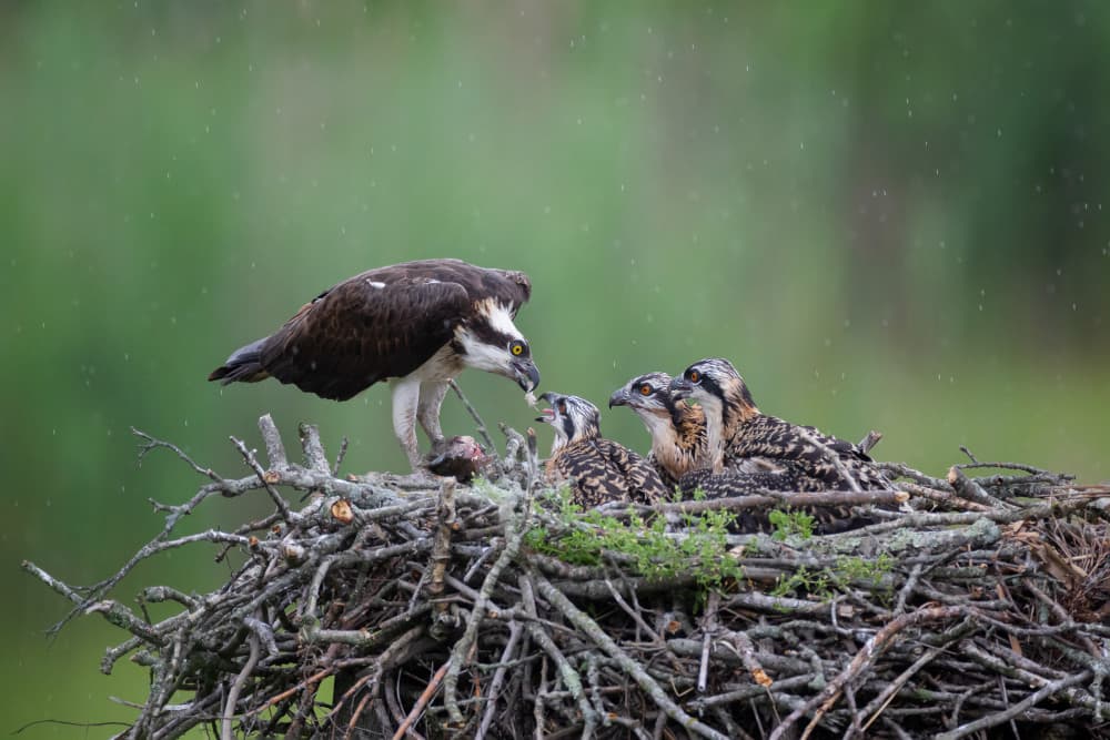 Osprey Feeds Its Young by Max Wang — canvas wall art