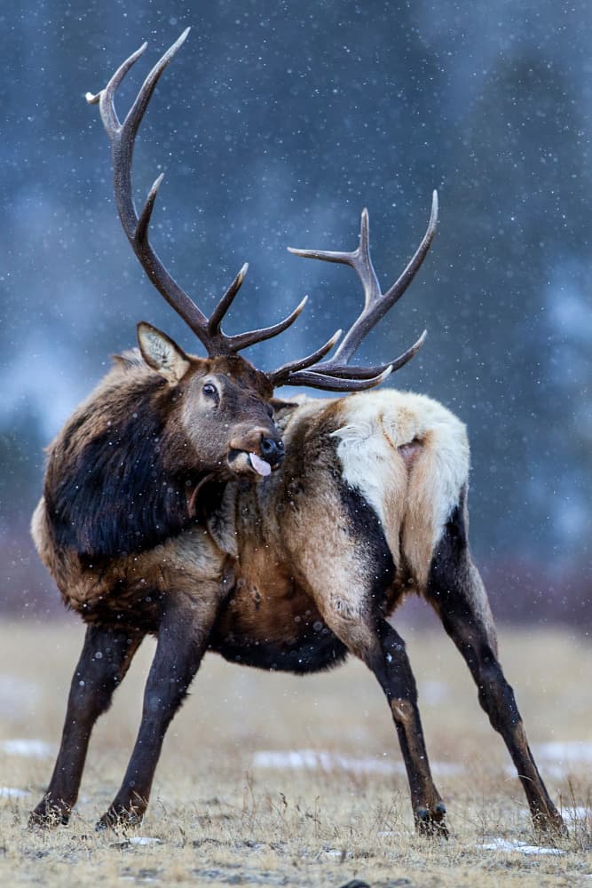 Elk Grooming In Snow by verdon — canvas wall art