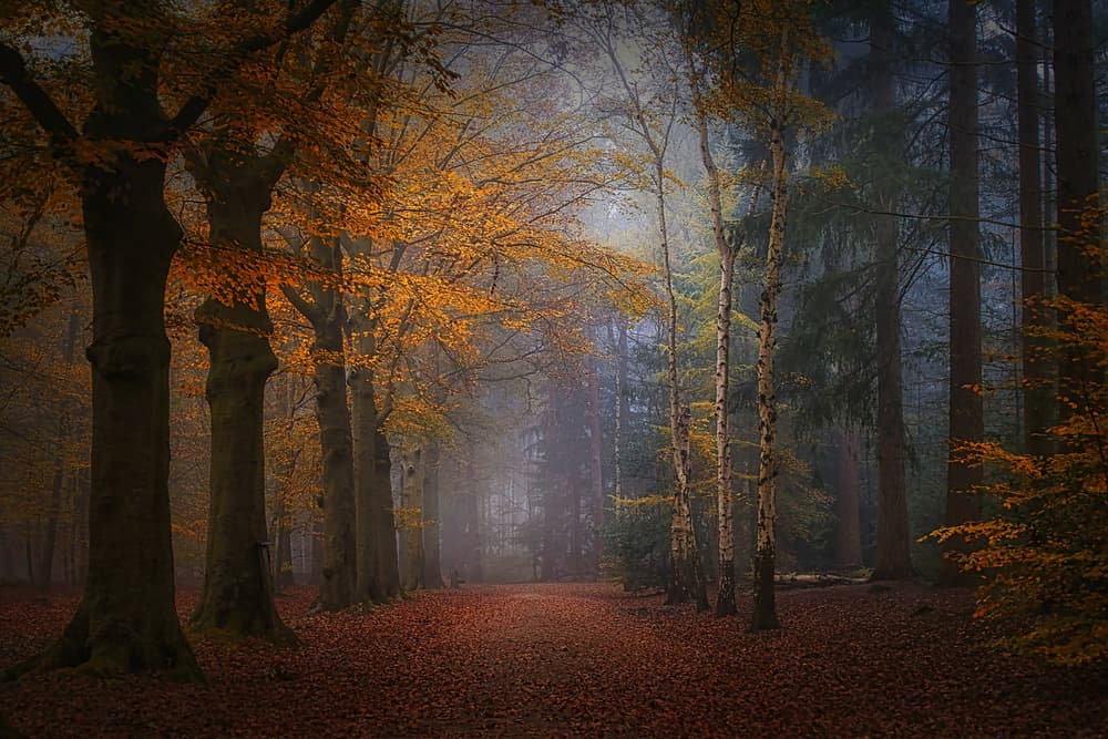 Misty Autumn Forest Path by Saskia Dingemans — canvas wall art