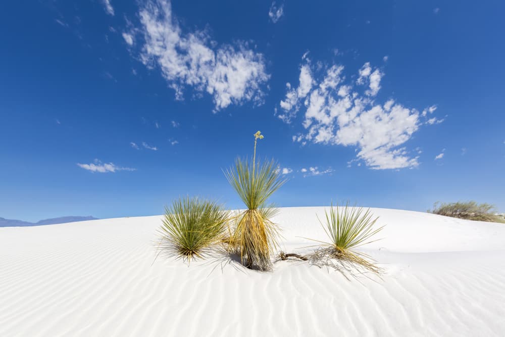 White Dunes Yucca Plants by Melanie Viola — canvas wall art