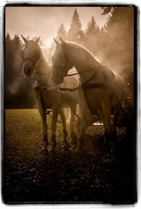Golden Hour Work Horses by Milan Malovrh — canvas wall art