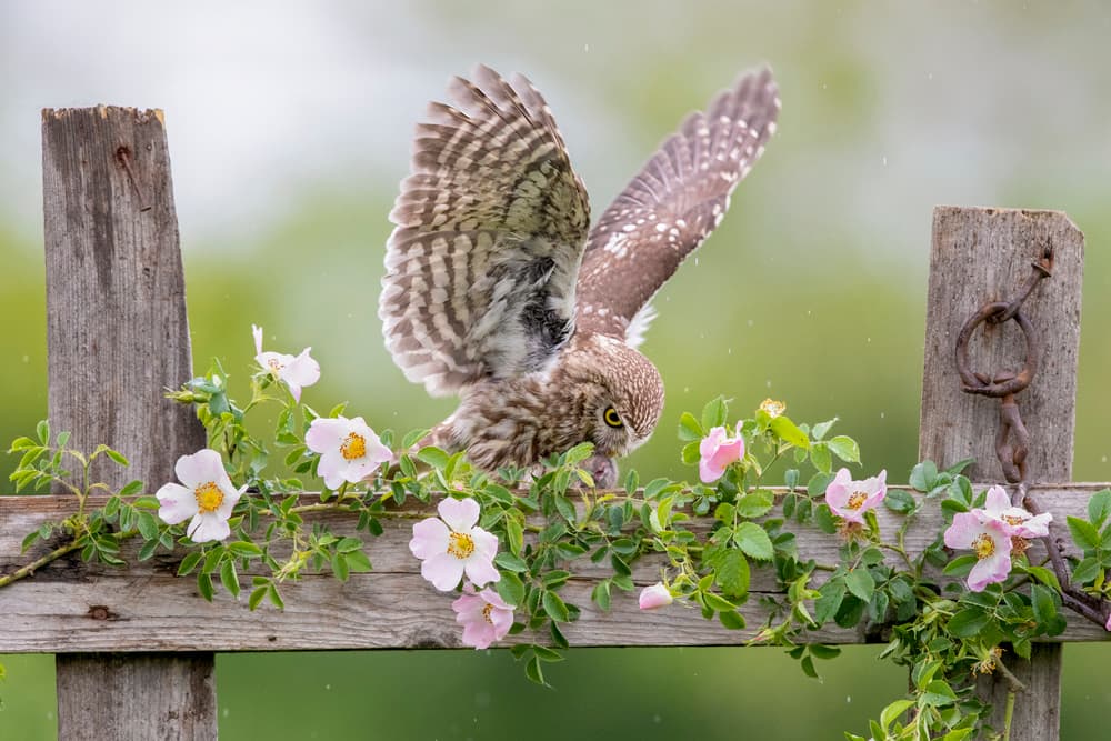 Owl Amidst Wild Roses by Marco Redaelli — canvas wall art