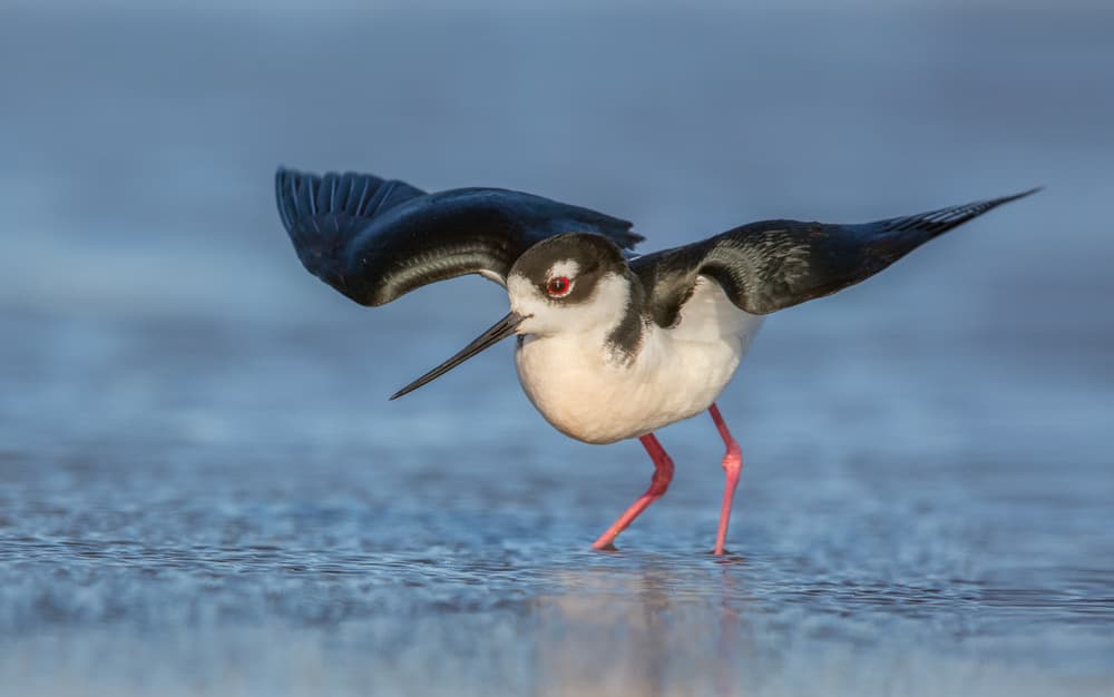 Red-Eyed Stilt Spreads Wings by Greg Barsh — canvas wall art