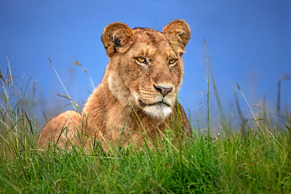 Majestic African Lioness by Xavier Ortega — canvas wall art