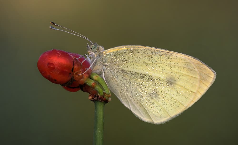 Morning Dew Butterfly by Mallal Moshe — canvas wall art