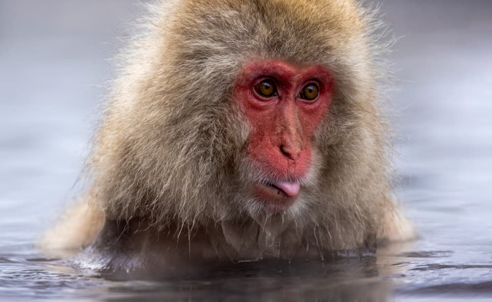 Snow Monkey Tongue by Joanna W — canvas wall art
