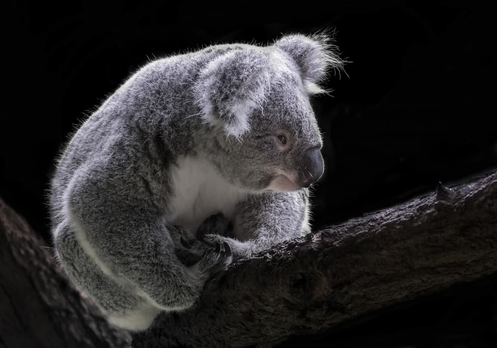 Peaceful Koala on Branch by C.S. Tjandra — canvas wall art