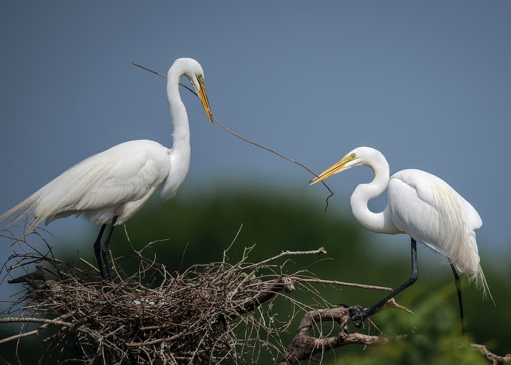 Nesting Egret Pair by David H Yang — canvas wall art