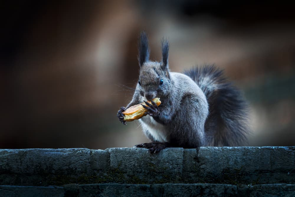 Grey Squirrel Snack by Wanjae Choi — canvas wall art