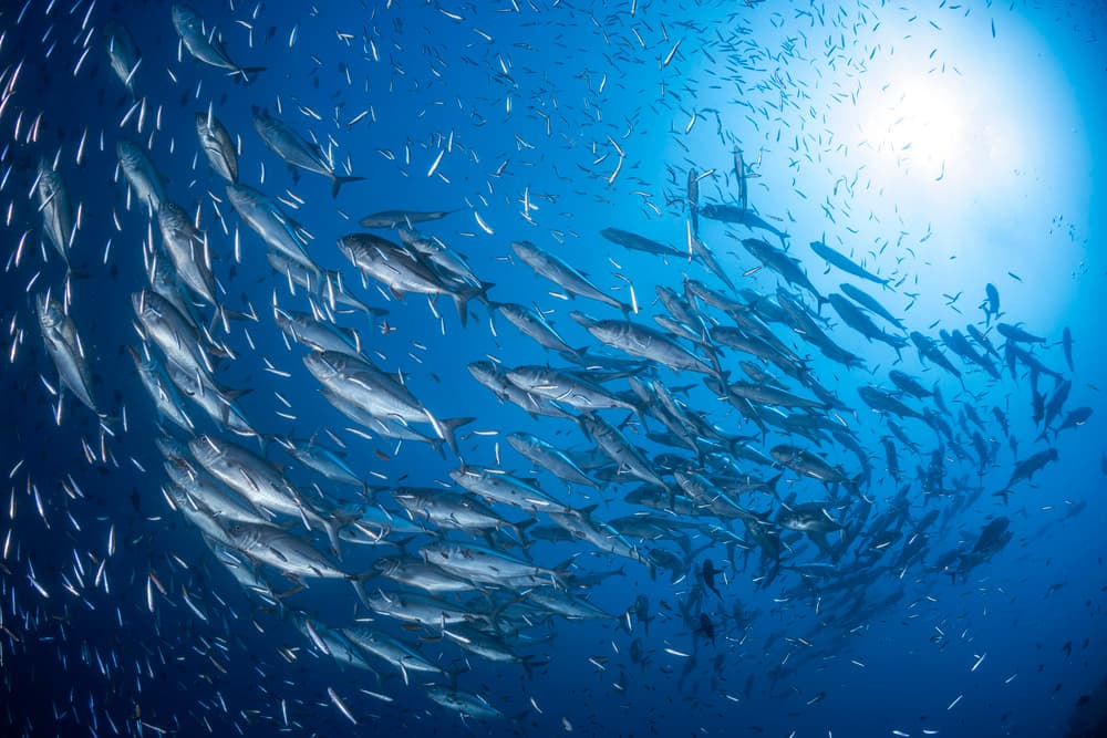 Ocean Bait Ball by Barathieu Gabriel — canvas wall art