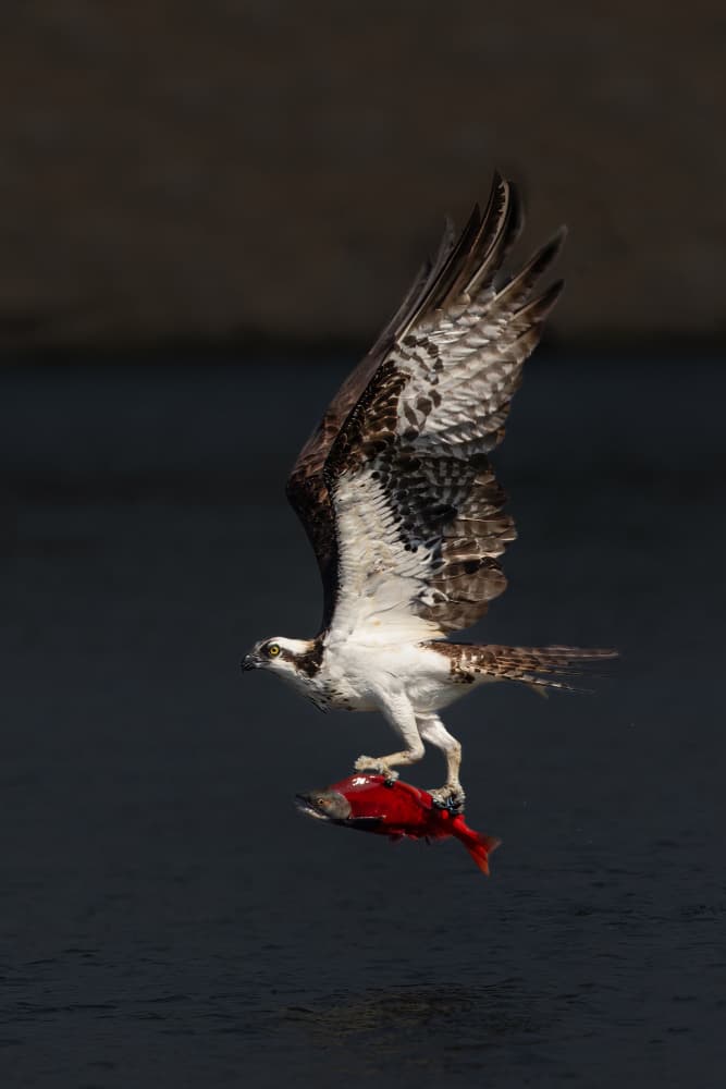 Osprey's Successful Catch by Bill Lu — canvas wall art