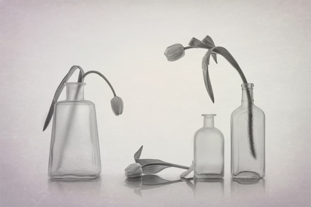 Quiet Tulip Still Life by Lydia Jacobs — canvas wall art