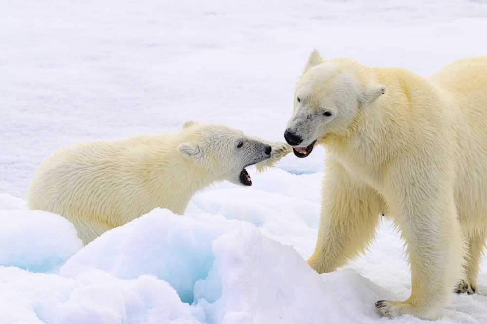 Polar Bear Cub Play by Som Prasad — canvas wall art