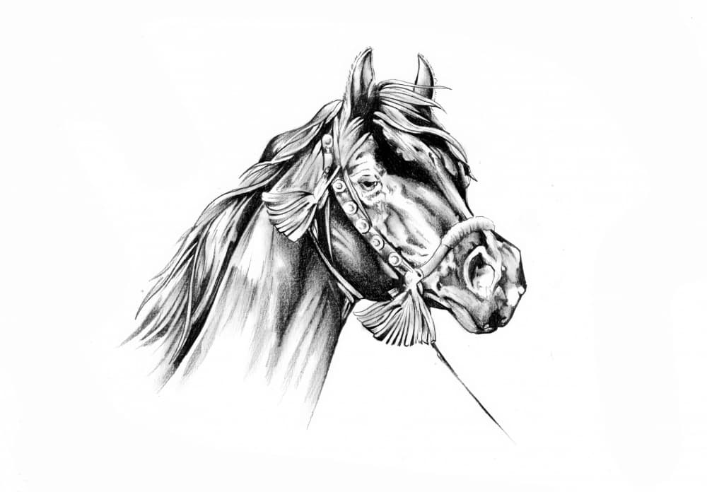 Elegant Horse Profile by Kulik — canvas wall art