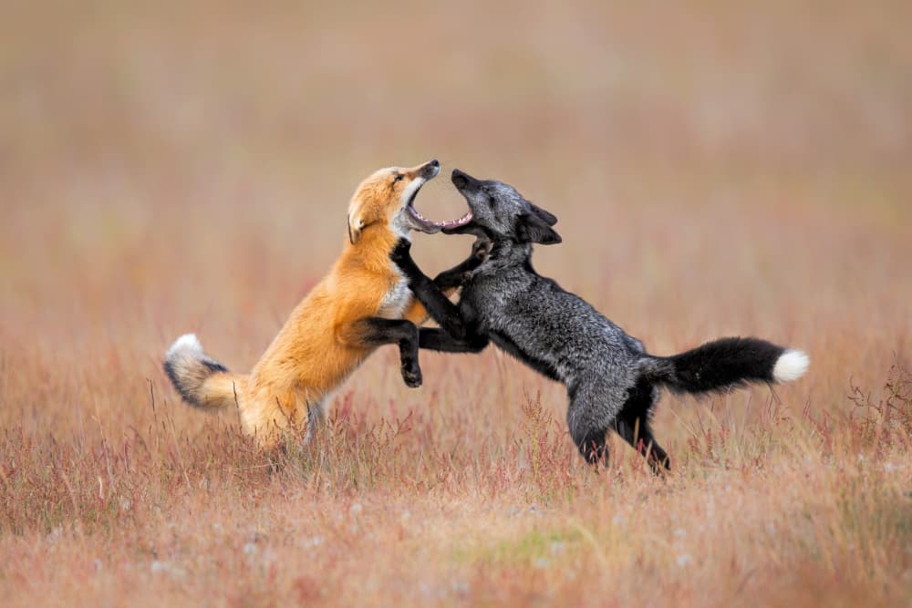 Playful Foxes Tussle by Jun Zuo — canvas wall art