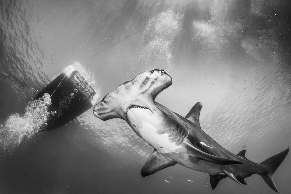 Majestic Hammerhead Swim by Jennifer Lu — canvas wall art