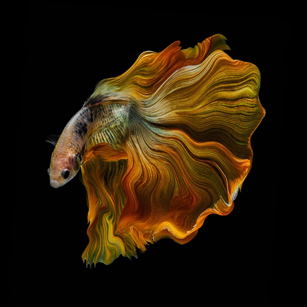 Flowing Gold Betta by Andi Halil — canvas wall art