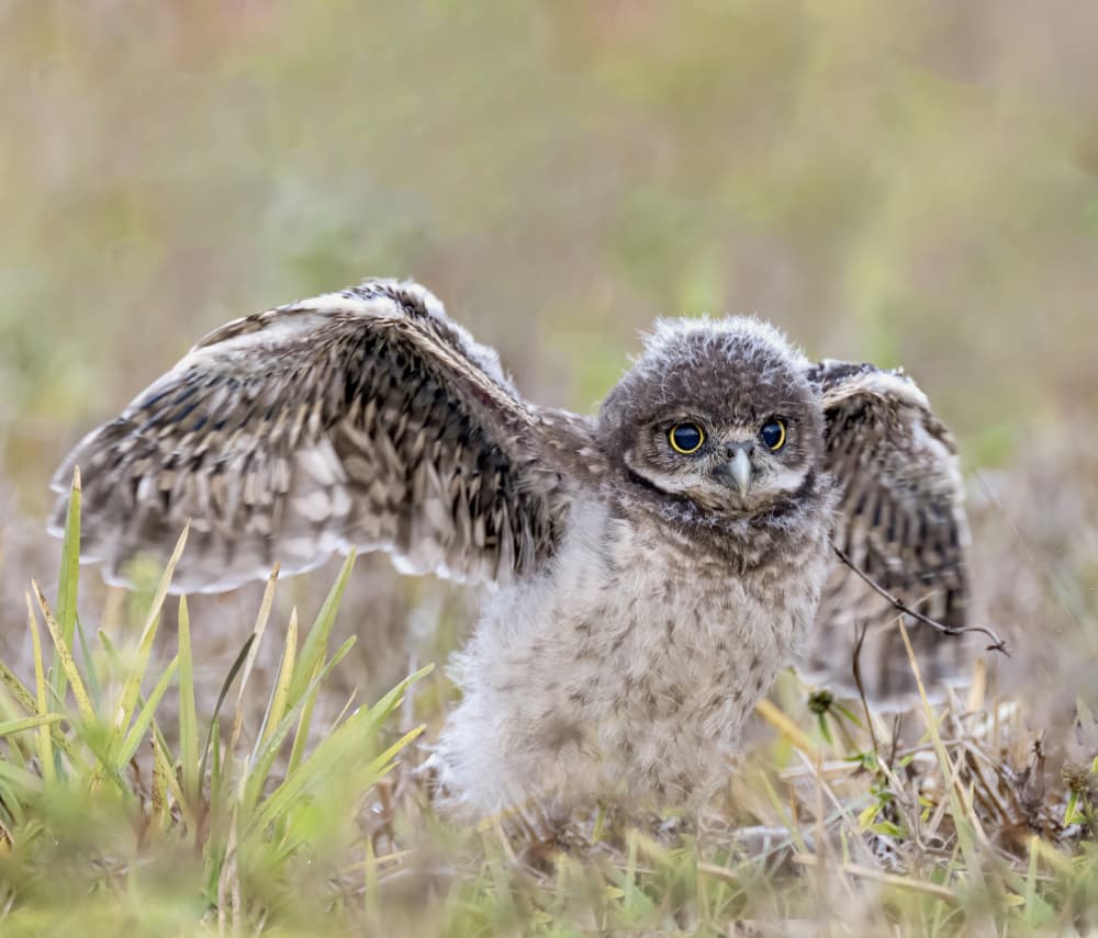 Cute Owl Wings Spread by Jane Lyons — canvas wall art
